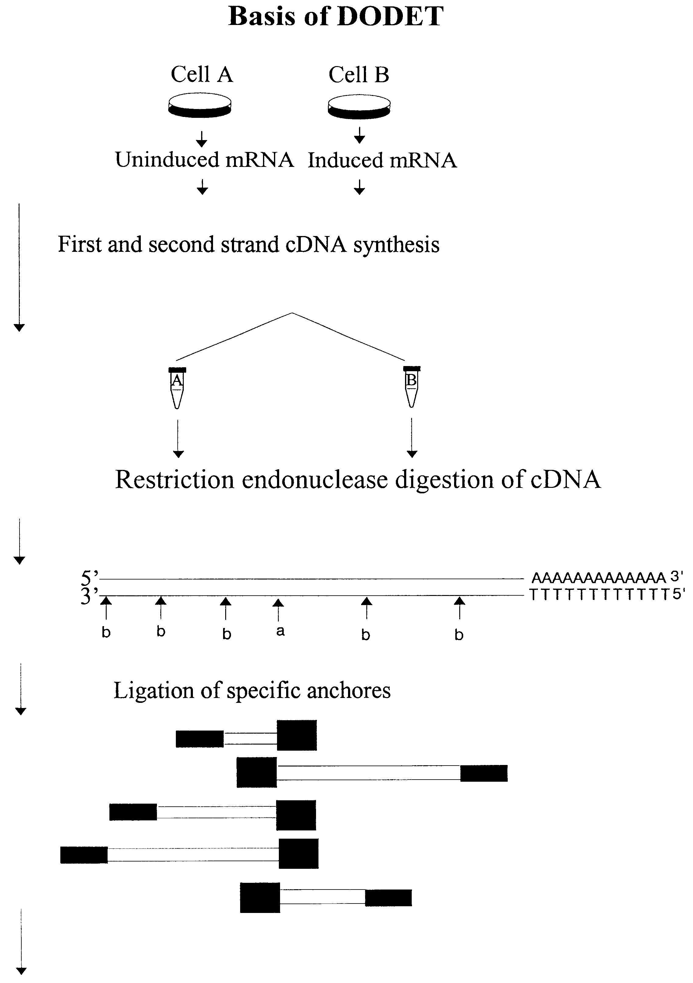 Method to clone mRNAs