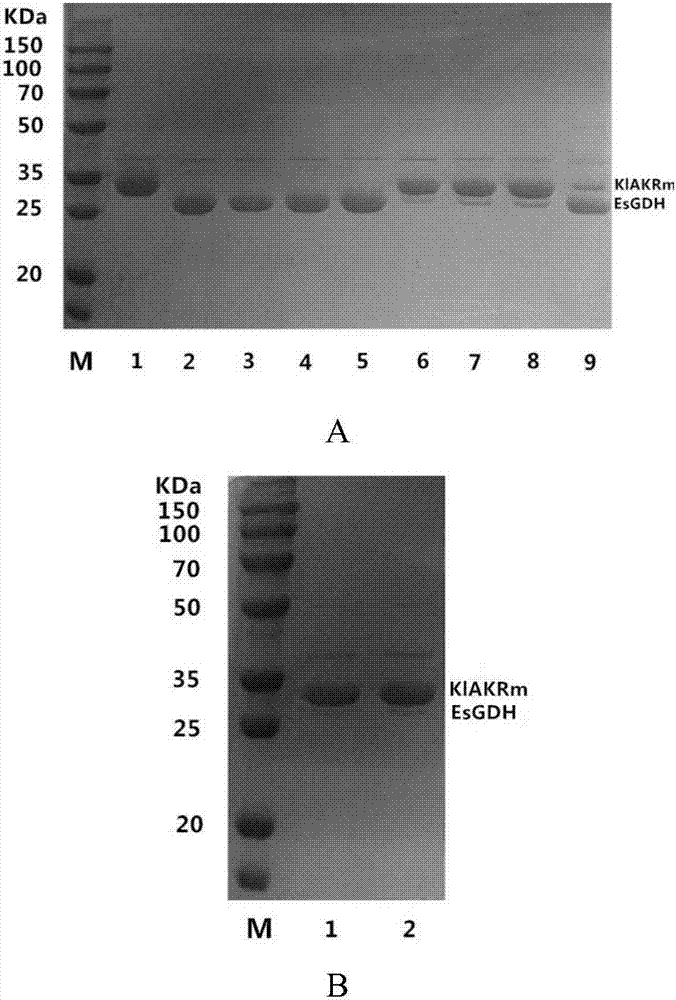 Aldo-keto reductase gene recombinant coexpression vector, engineering bacteria and application thereof