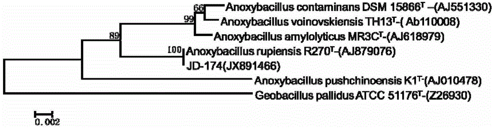 Anoxybacillussp and application thereof