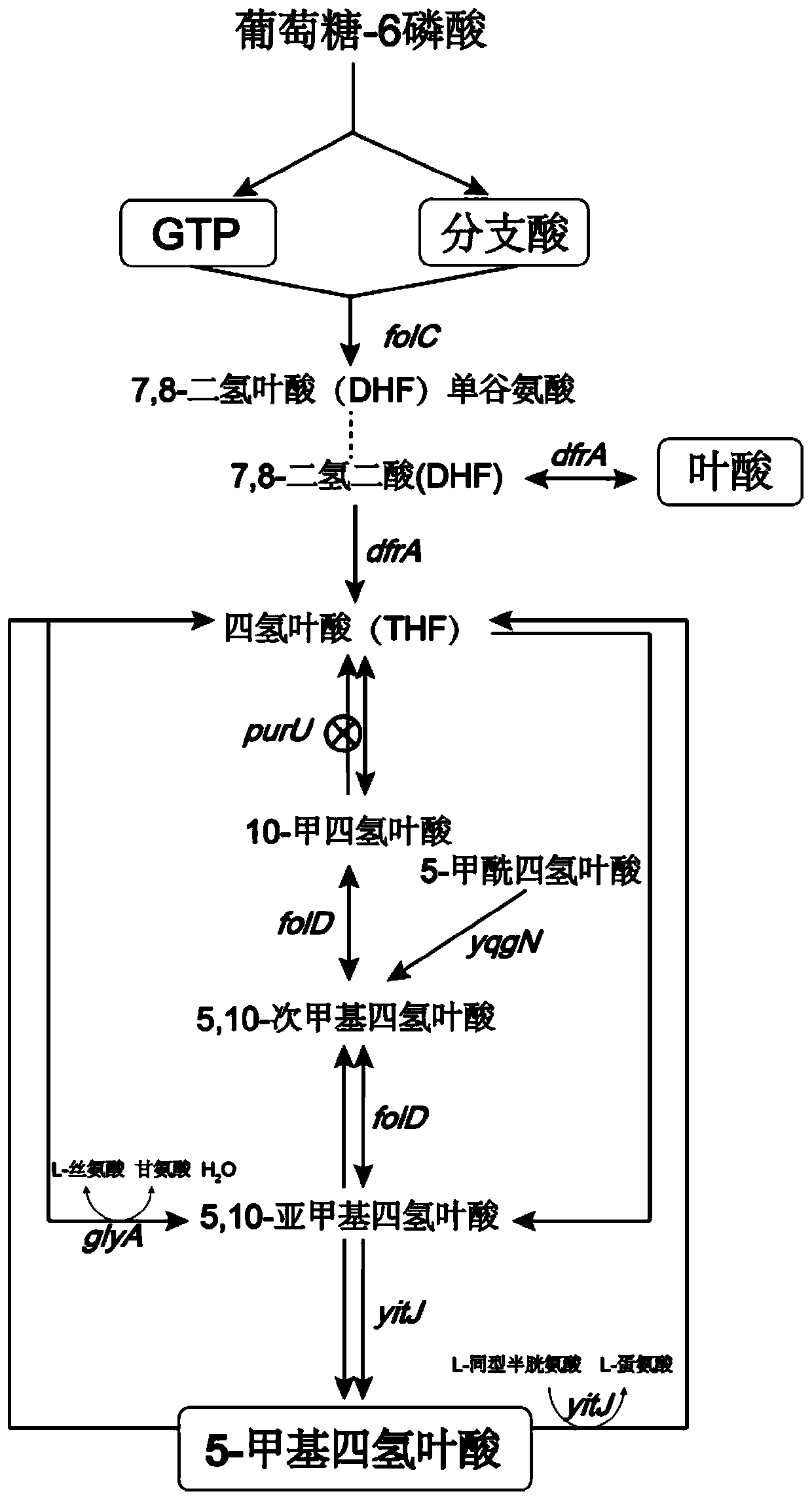 A high-yield 5-methyltetrahydrofolate recombinant Bacillus subtilis and its application