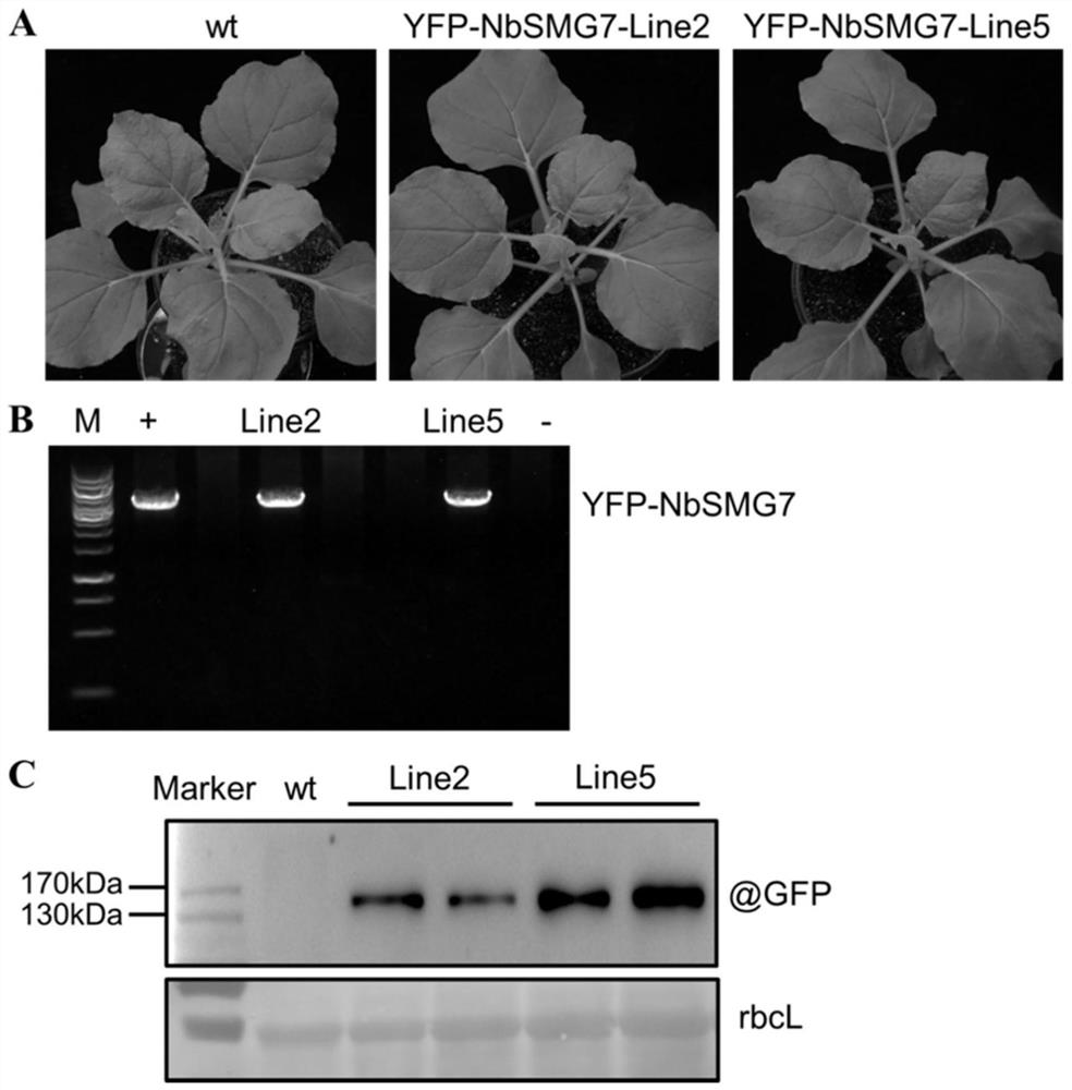Application of nicotiana benthamiana NbSMG7 gene in regulation and control of plant virus resistance and transgenic plant cultivation method