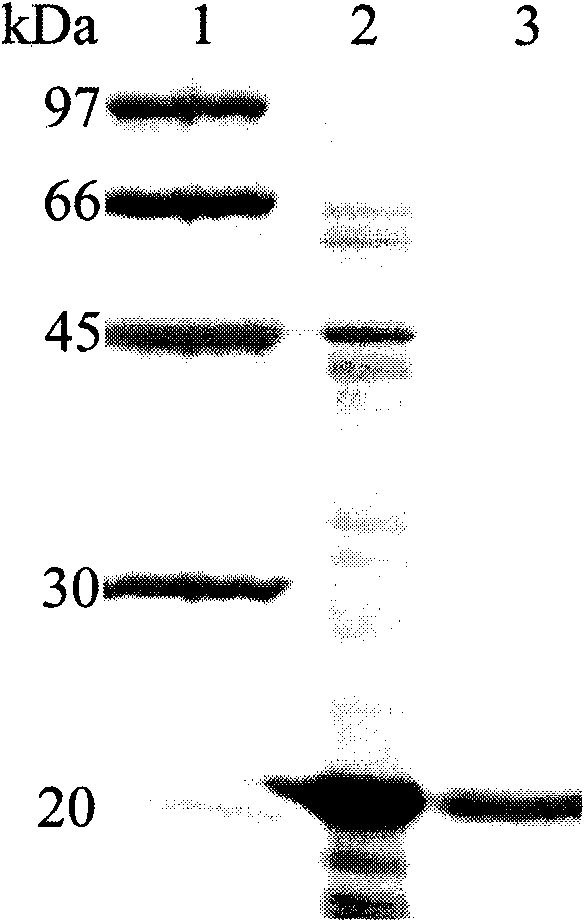 High-specific-activity xylanase XYN11F63 and genes and application thereof