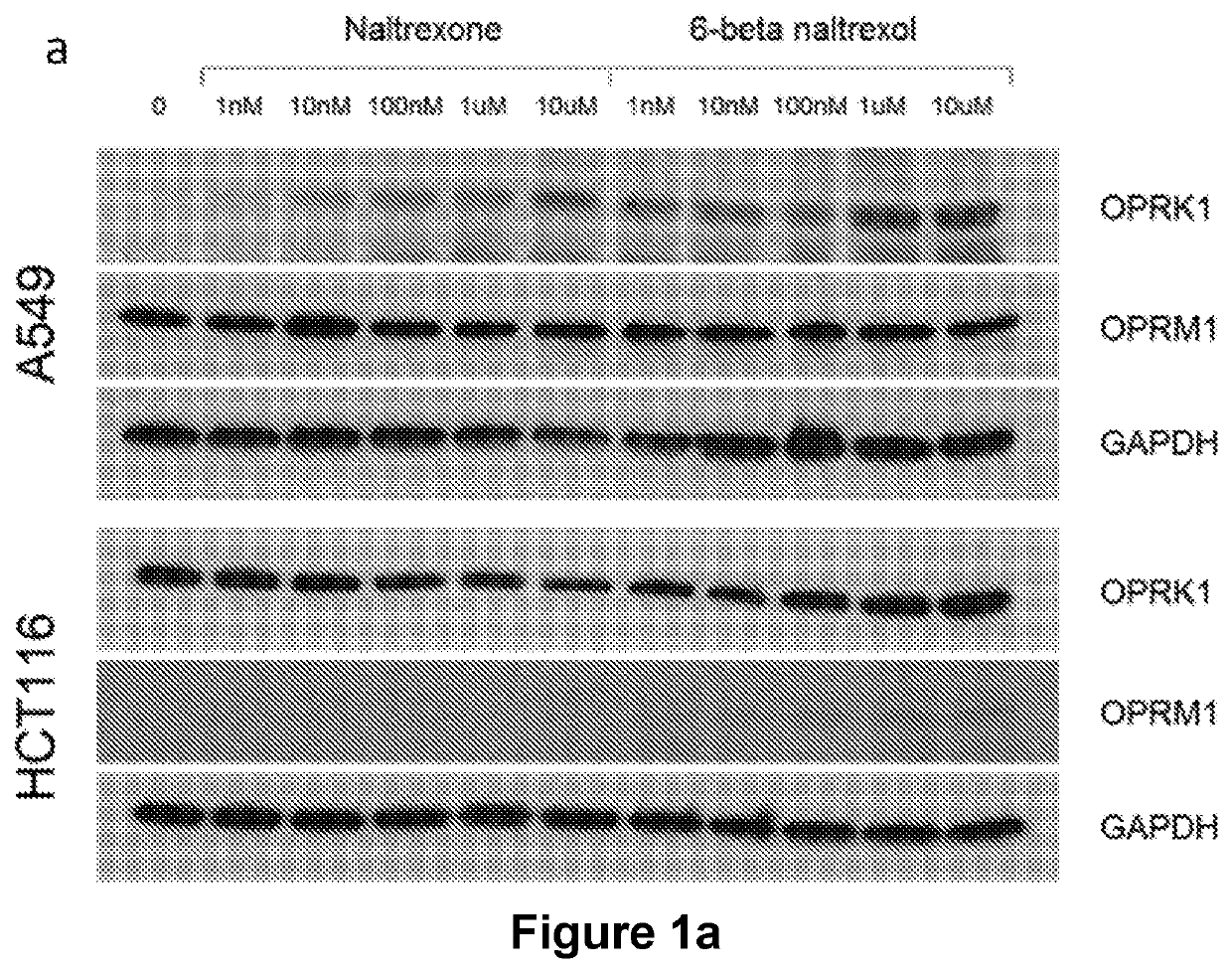 Assay to identify Anti-cancer agents