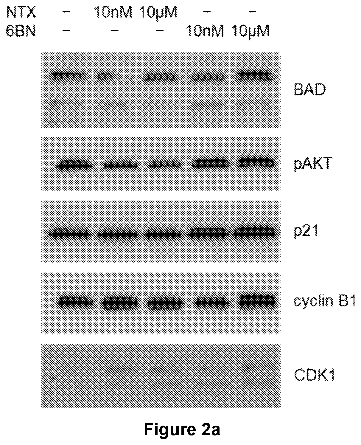 Assay to identify Anti-cancer agents