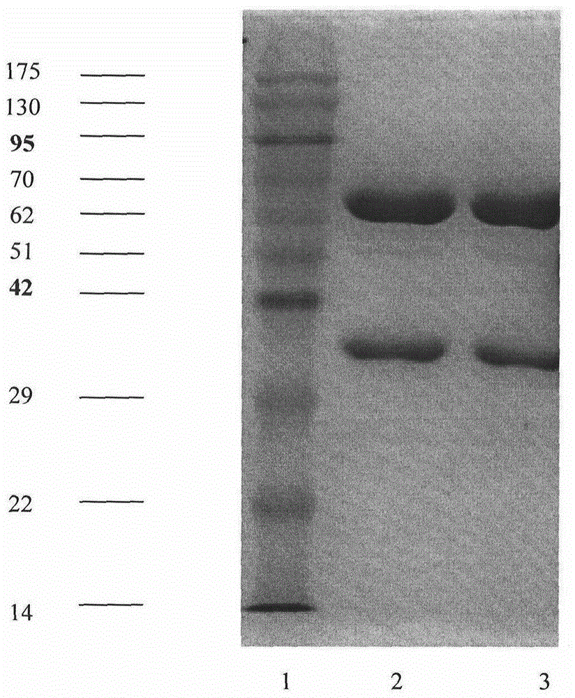 Anti-CTLA-4 and PD-1 dual variable domain immunoglobulin