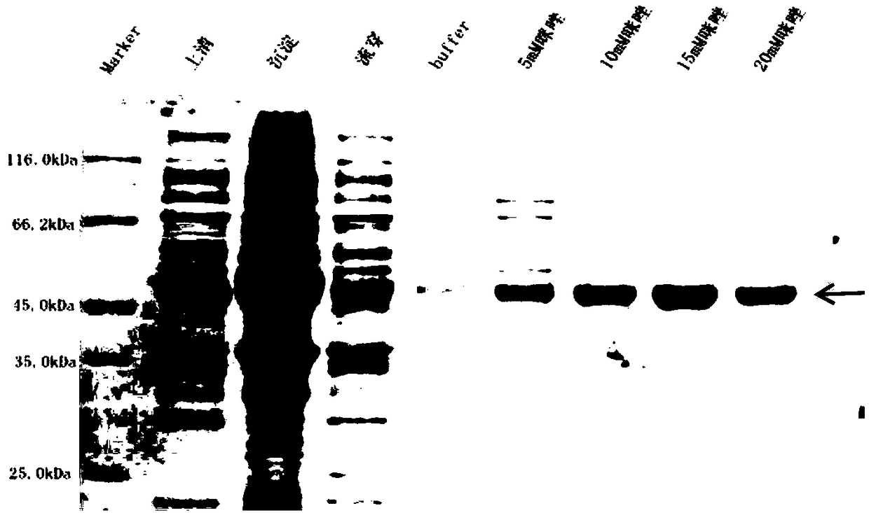 Organic solvent tolerant aminopeptidase LapA and preparation method and application thereof