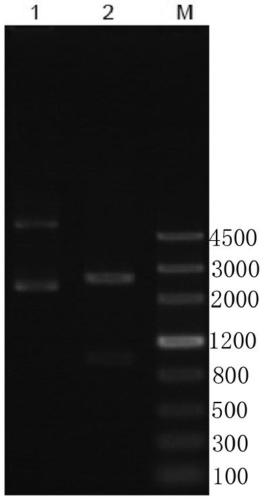 Recombinant protein for detecting toxoplasma gondii and encoding gene of recombinant protein