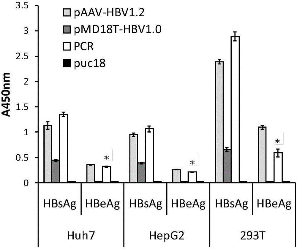 HBV-infected mouse model construction method and application