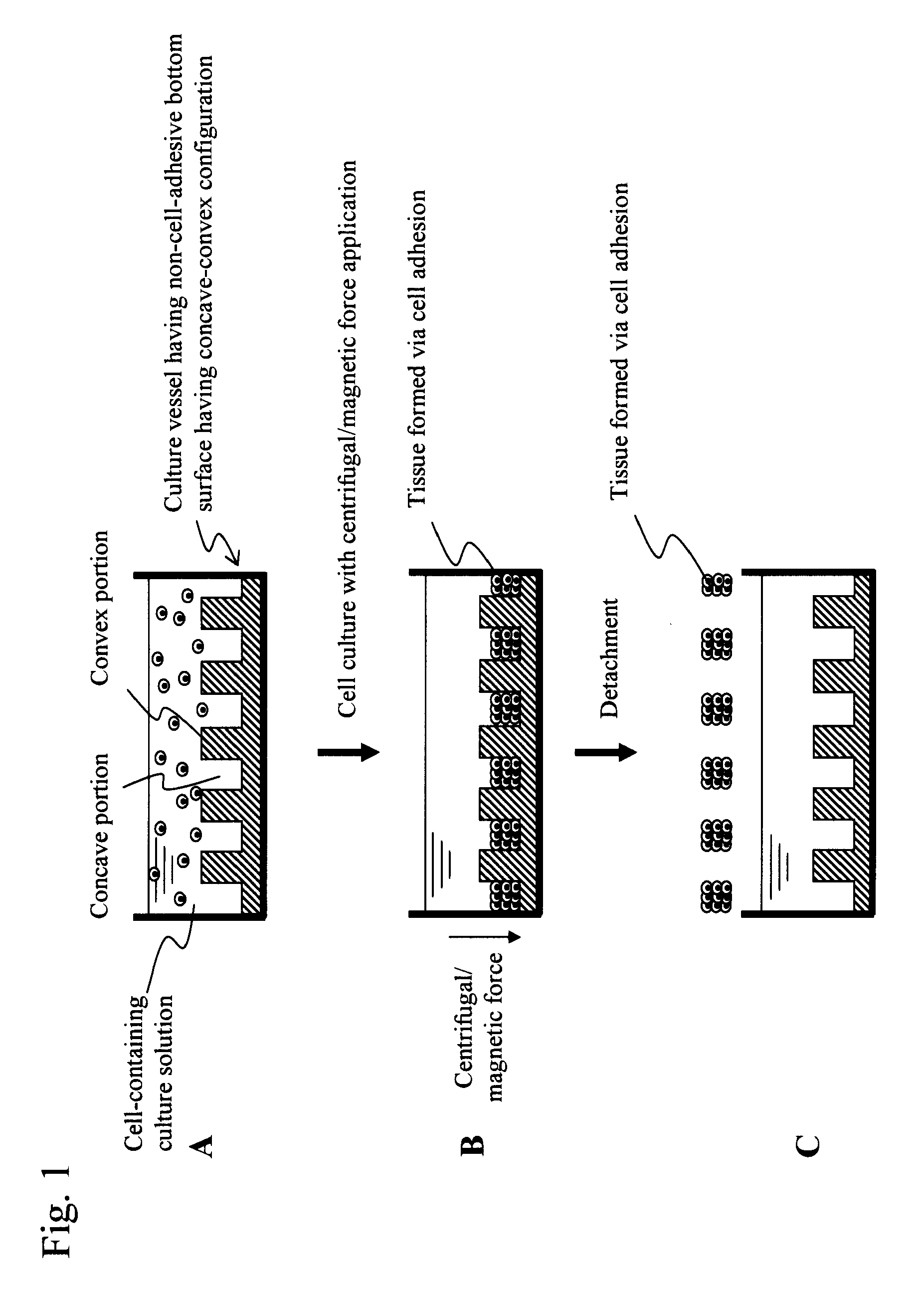 Method for preparing biological tissue