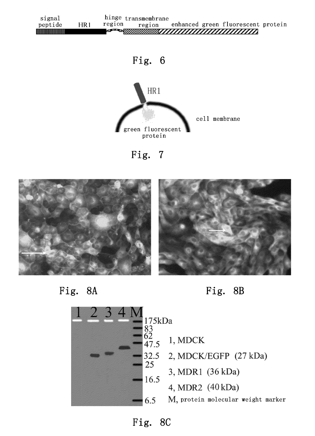 Method and medicament for inhibiting the infection of influenza virus