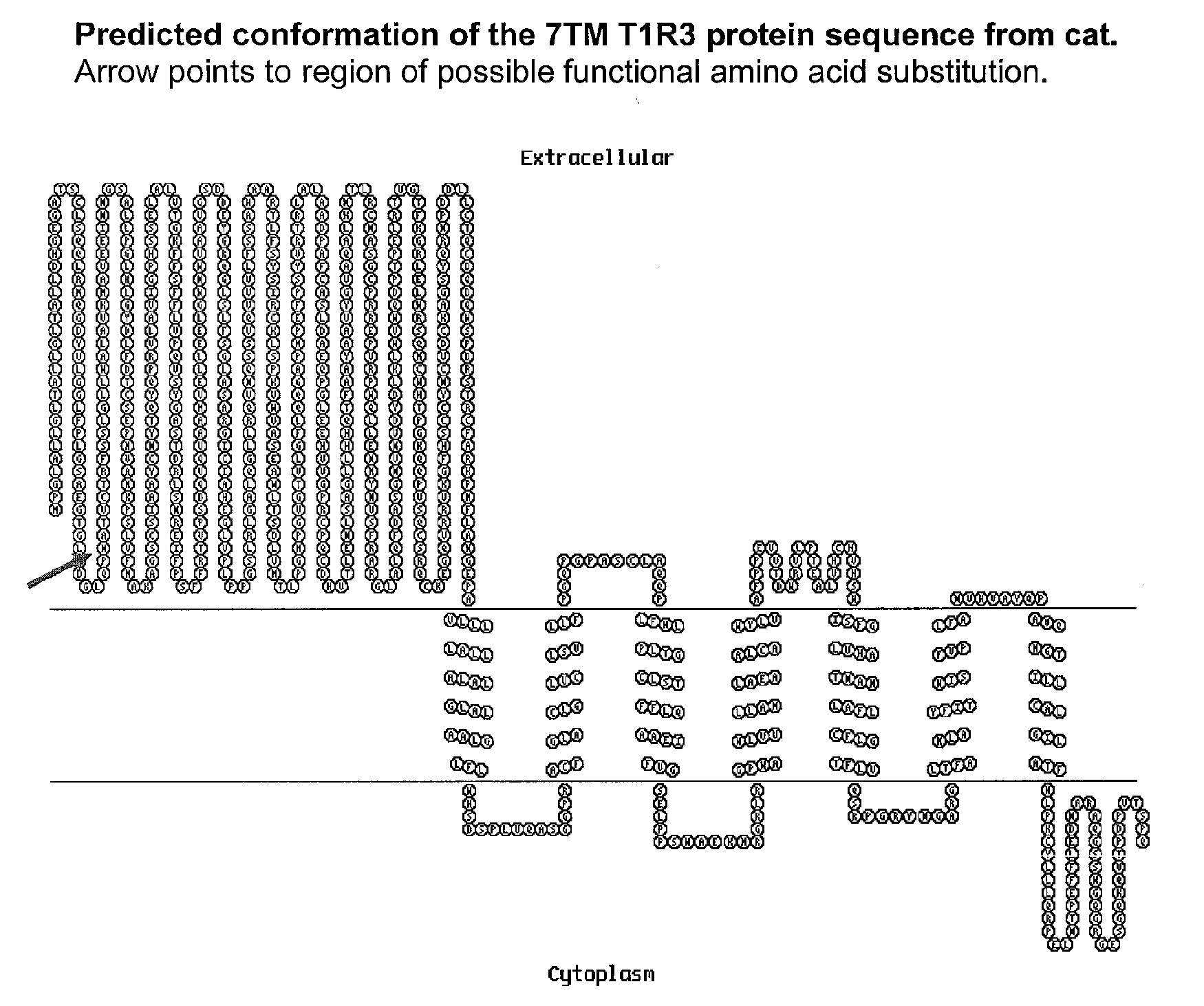 Taste Receptors Of The T1R Family From Domestic Cat