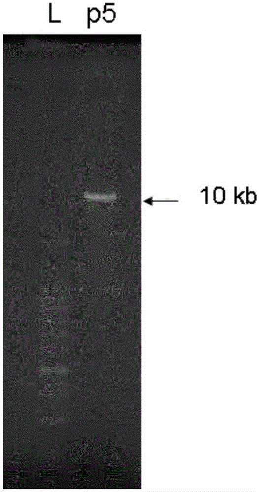 A recombinant plasmid, construction method, recombinant engineering bacteria and application for removing mercury pollution from industrial wastewater