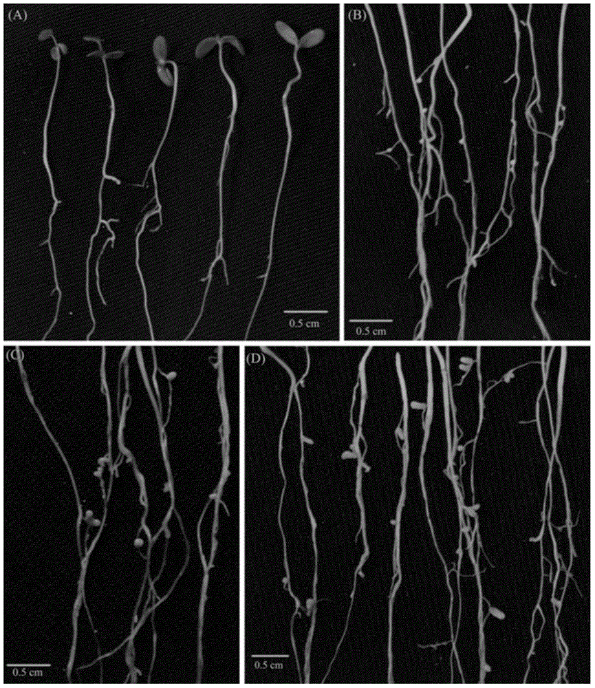 Application of Sinorhizobium meliloti CCNWSX0020