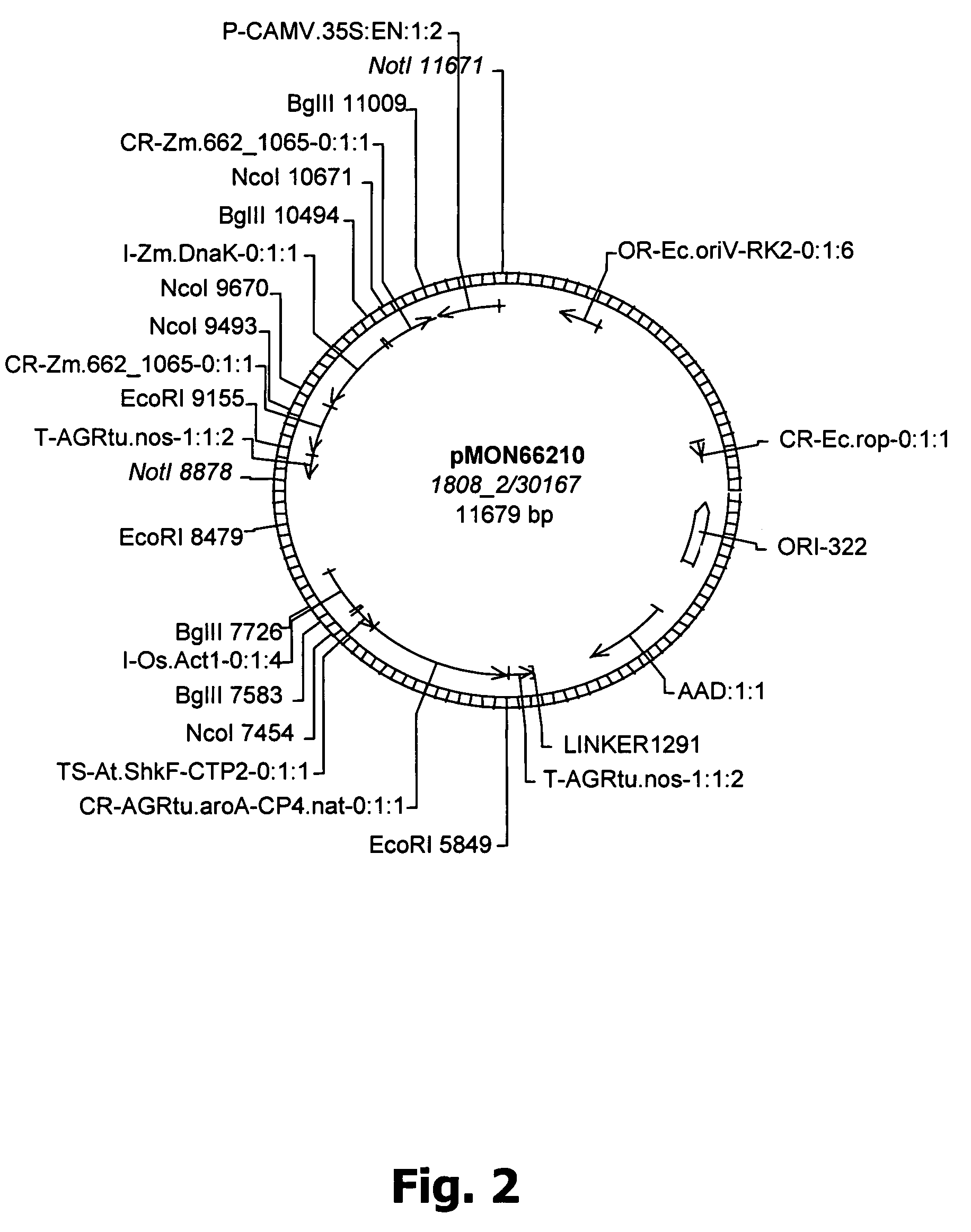 Method for altering nitrogen or oil content of seeds by down regulating AGL11 expression or activity