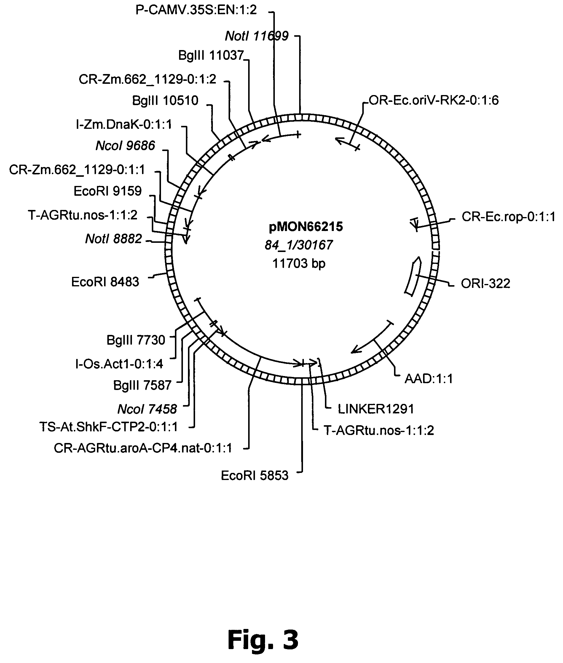 Method for altering nitrogen or oil content of seeds by down regulating AGL11 expression or activity