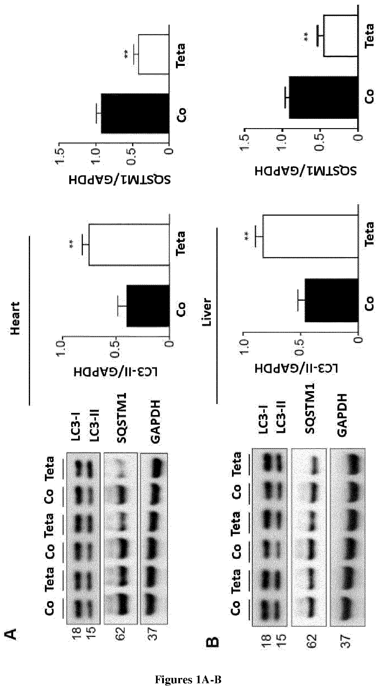 Use of triethylenetetramine (TETA) for the therapeutic induction of autophagy