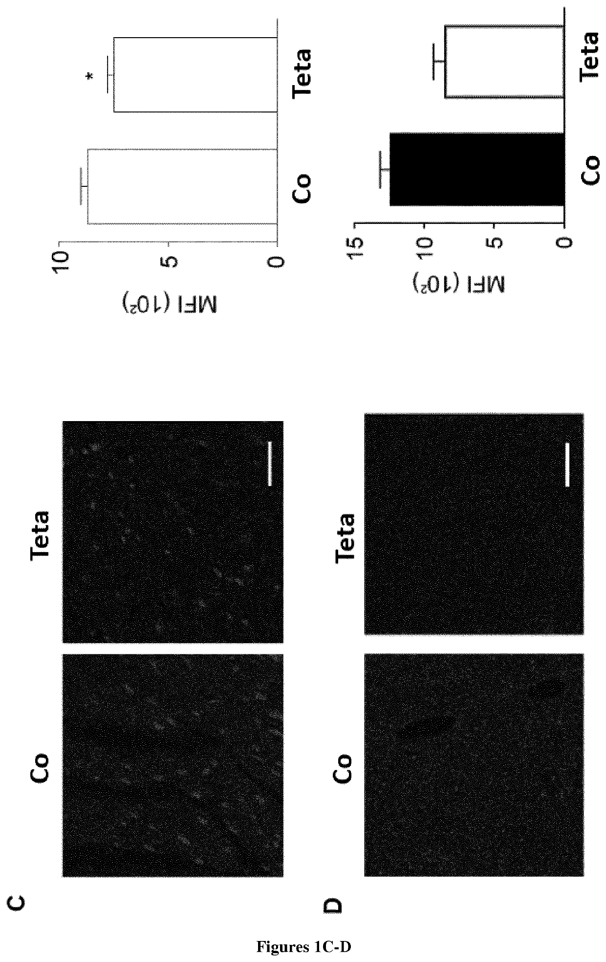 Use of triethylenetetramine (TETA) for the therapeutic induction of autophagy