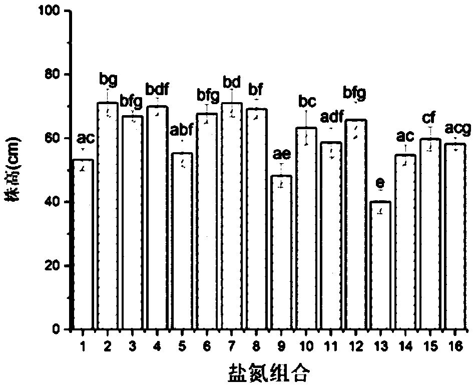 Method for screening optimal salt-nitrogen conditions for young reed seedlings