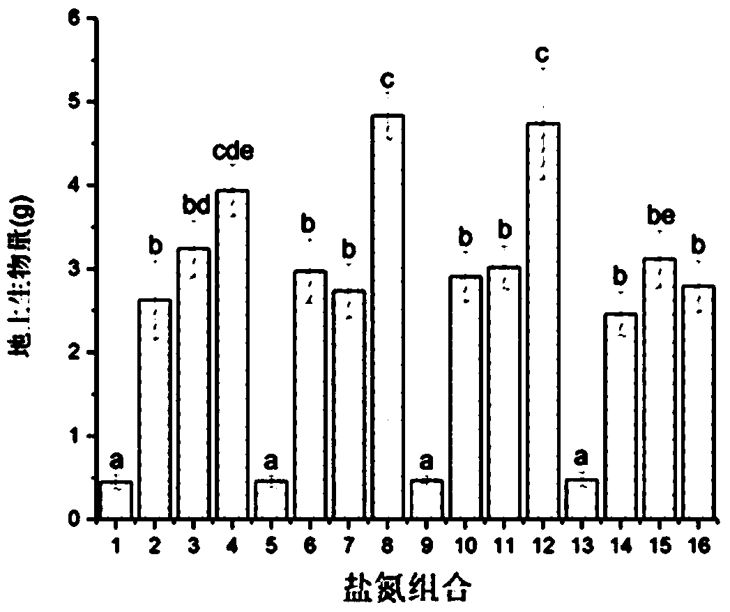 Method for screening optimal salt-nitrogen conditions for young reed seedlings