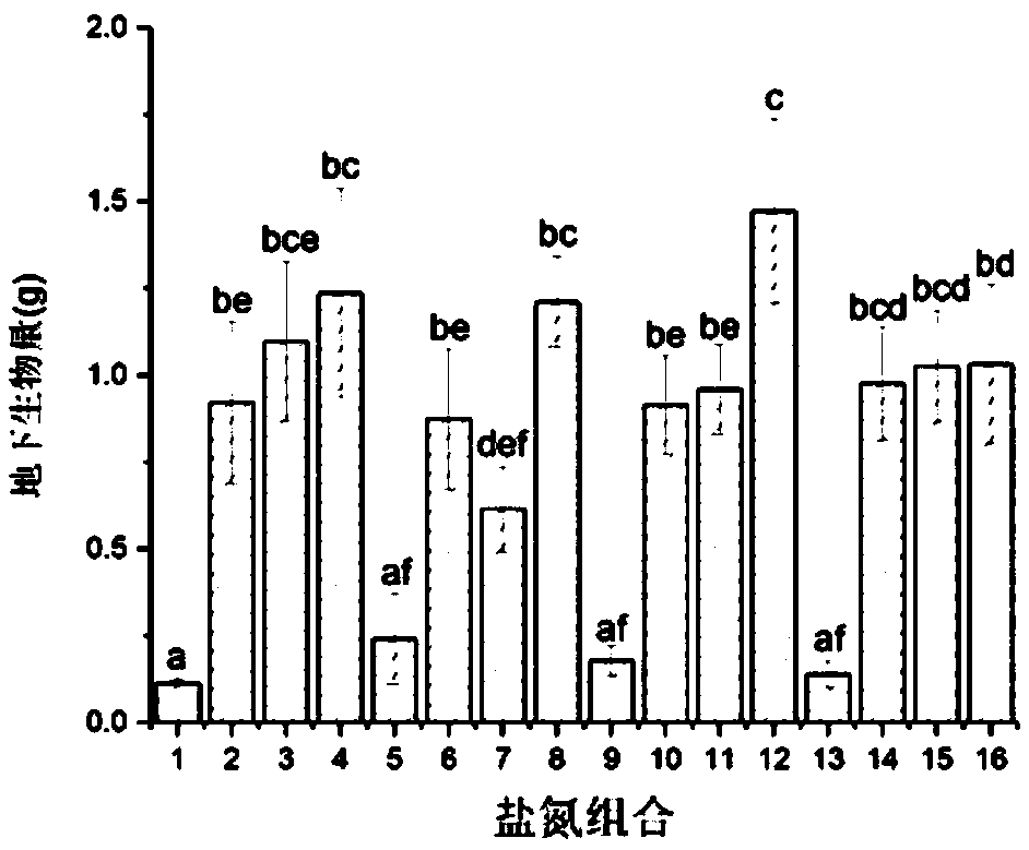 Method for screening optimal salt-nitrogen conditions for young reed seedlings