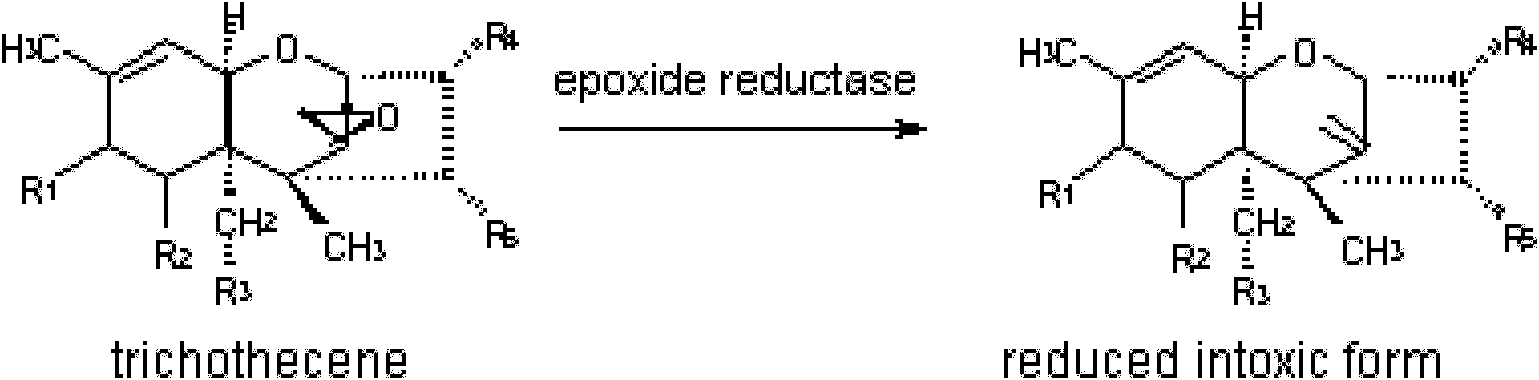 Biological detoxifying agent of trichothecene toxins and application thereof for detoxifying in forage