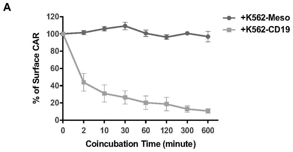 A kind of ubiquitination-deficient chimeric antigen receptor and its use