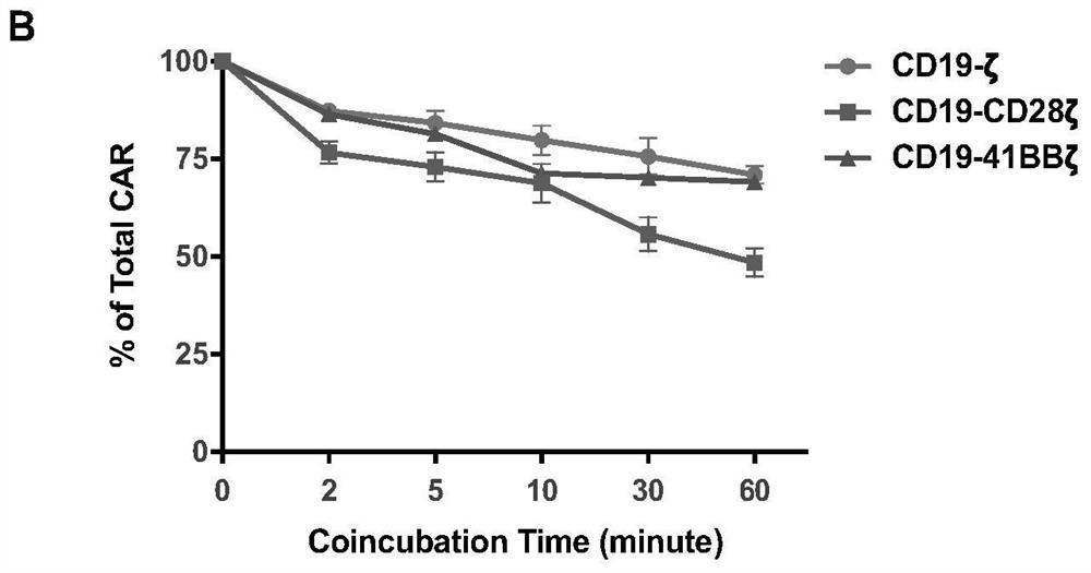 A kind of ubiquitination-deficient chimeric antigen receptor and its use