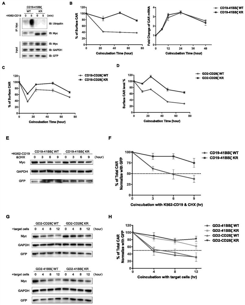 A kind of ubiquitination-deficient chimeric antigen receptor and its use