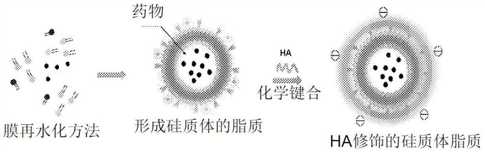 A silicon body delivery system for targeting and activating CD44 molecules, its preparation method and use