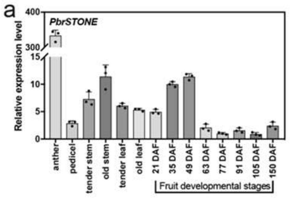 Pear PbrSTONE gene and application thereof