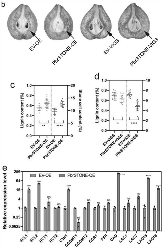 Pear PbrSTONE gene and application thereof