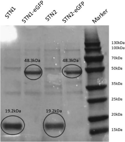 DNA sequence with multi-tag series connection and application of DNA sequence to protein expression and purification system
