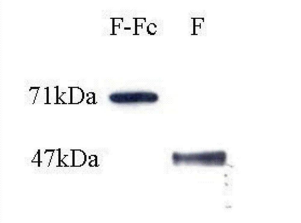 Fusion protein of RSV (respiratory syncytial virus) protein F and Fc, and application thereof