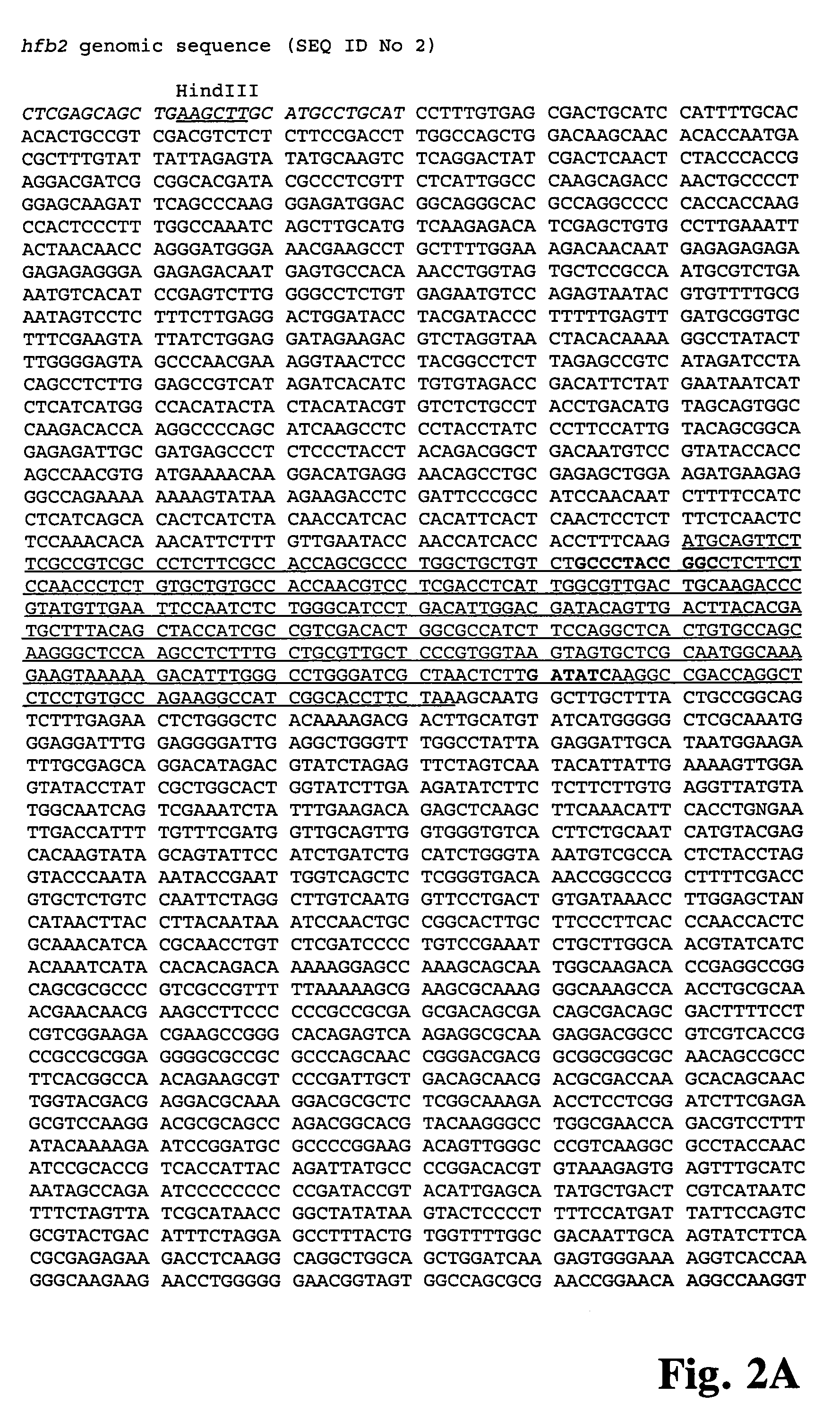 Method for decreasing the foam formation during cultivation of a microorganism