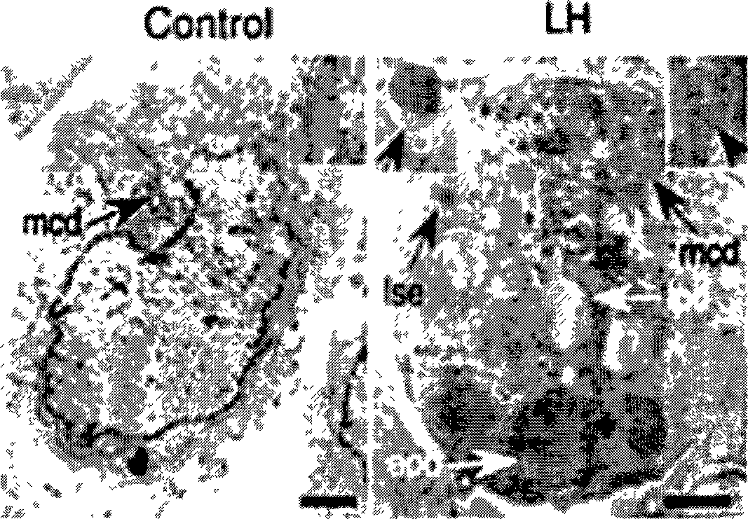 Small peptide for inhibiting solid tumor and leukaemia cancer cell growth and use thereof