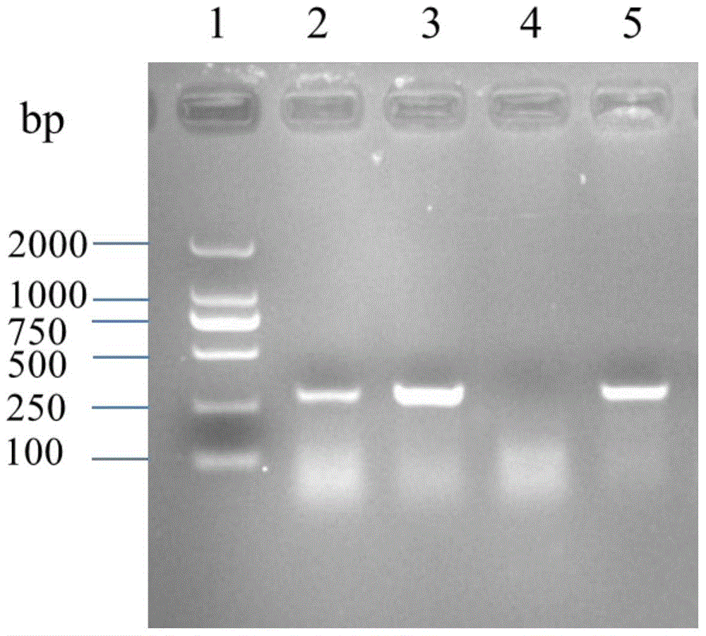 Low-pathogenicity porcine reproductive and respiratory syndrome virus, and vaccine and application thereof