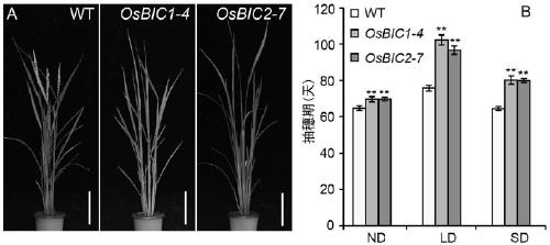 Application of OsBICs gene in regulating plant height and flowering time of plant