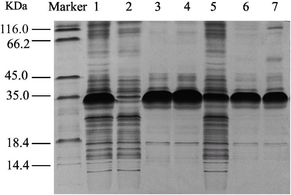 Epoxide hydrolase mutant and application thereof