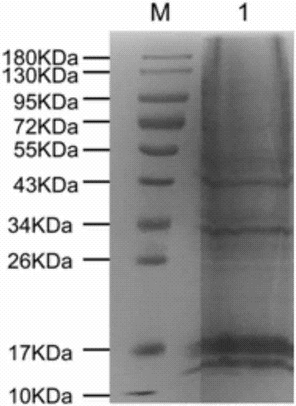 Receptor protein capable of specifically binding to Mycoplasma genitalium MgPa, separation method and uses thereof