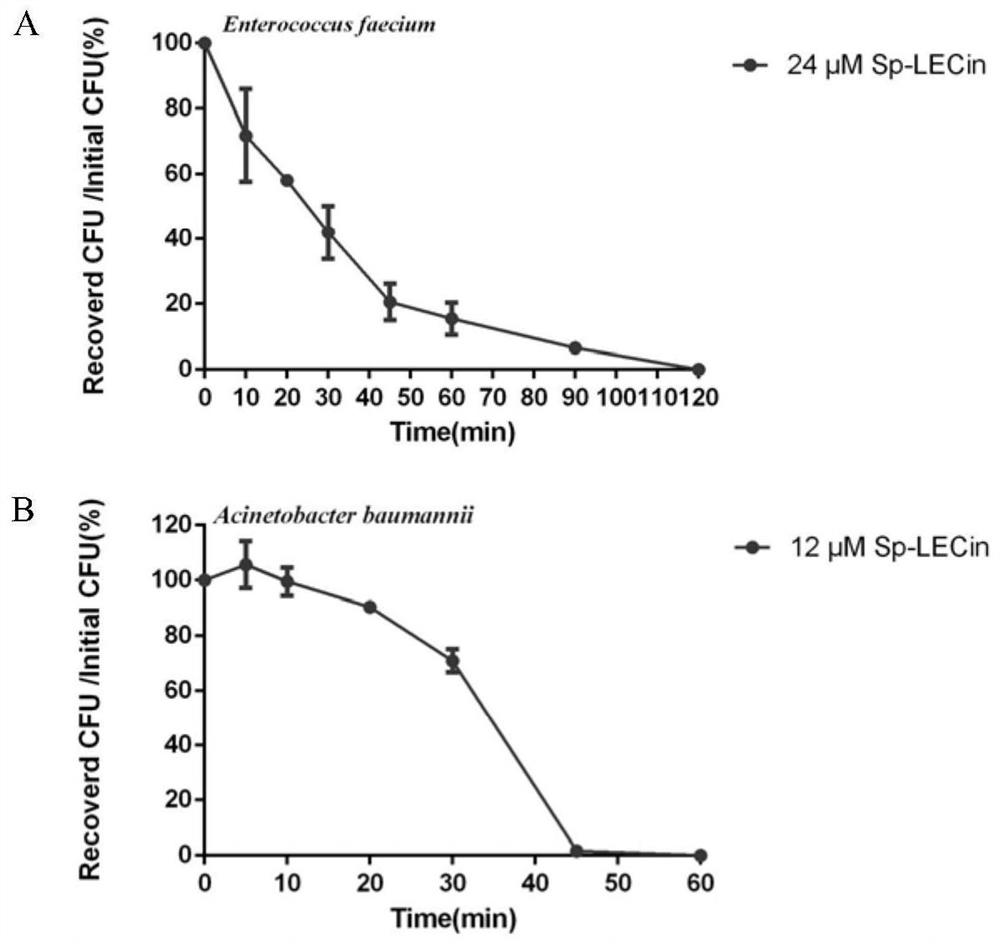 Scylla paramamosain antibacterial polypeptide Sp-LECin and application thereof