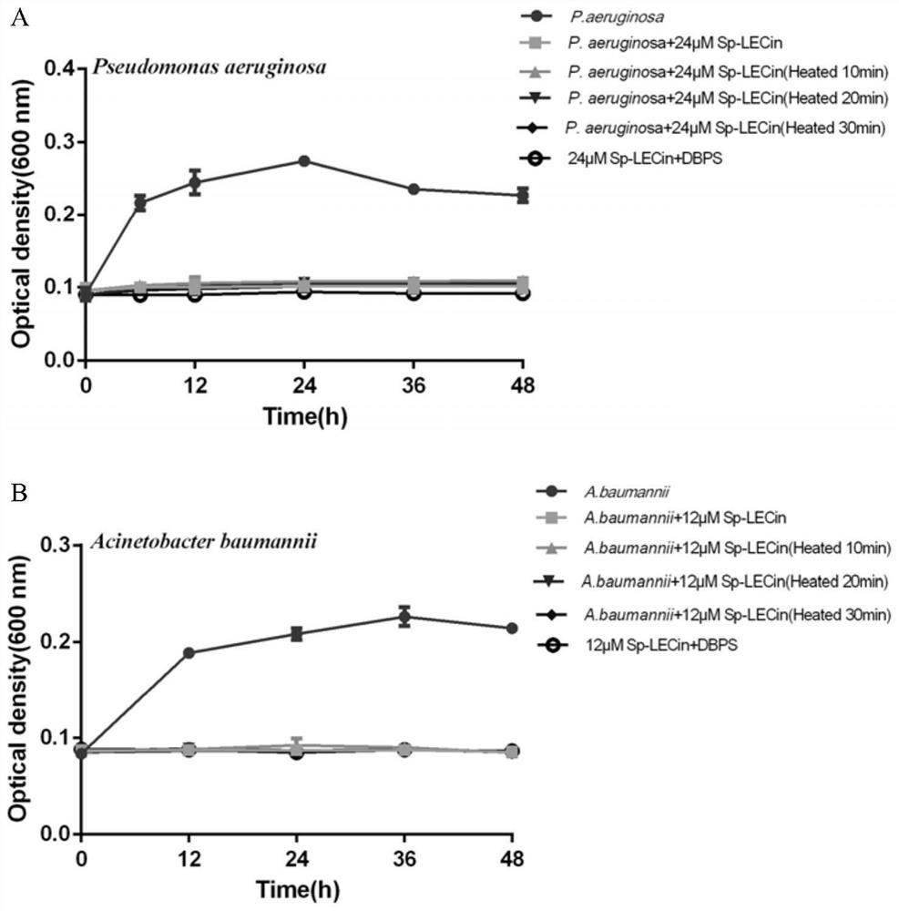 Scylla paramamosain antibacterial polypeptide Sp-LECin and application thereof