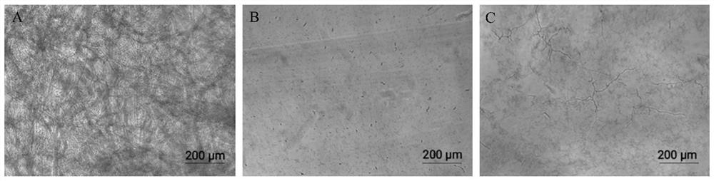 Scylla paramamosain antibacterial polypeptide Sp-LECin and application thereof