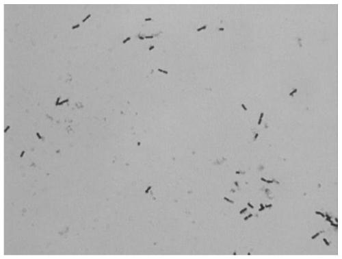 Lactobacillus plantarum DNB1 and extracellular polysaccharide and application thereof