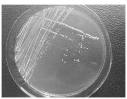 Lactobacillus plantarum DNB1 and extracellular polysaccharide and application thereof