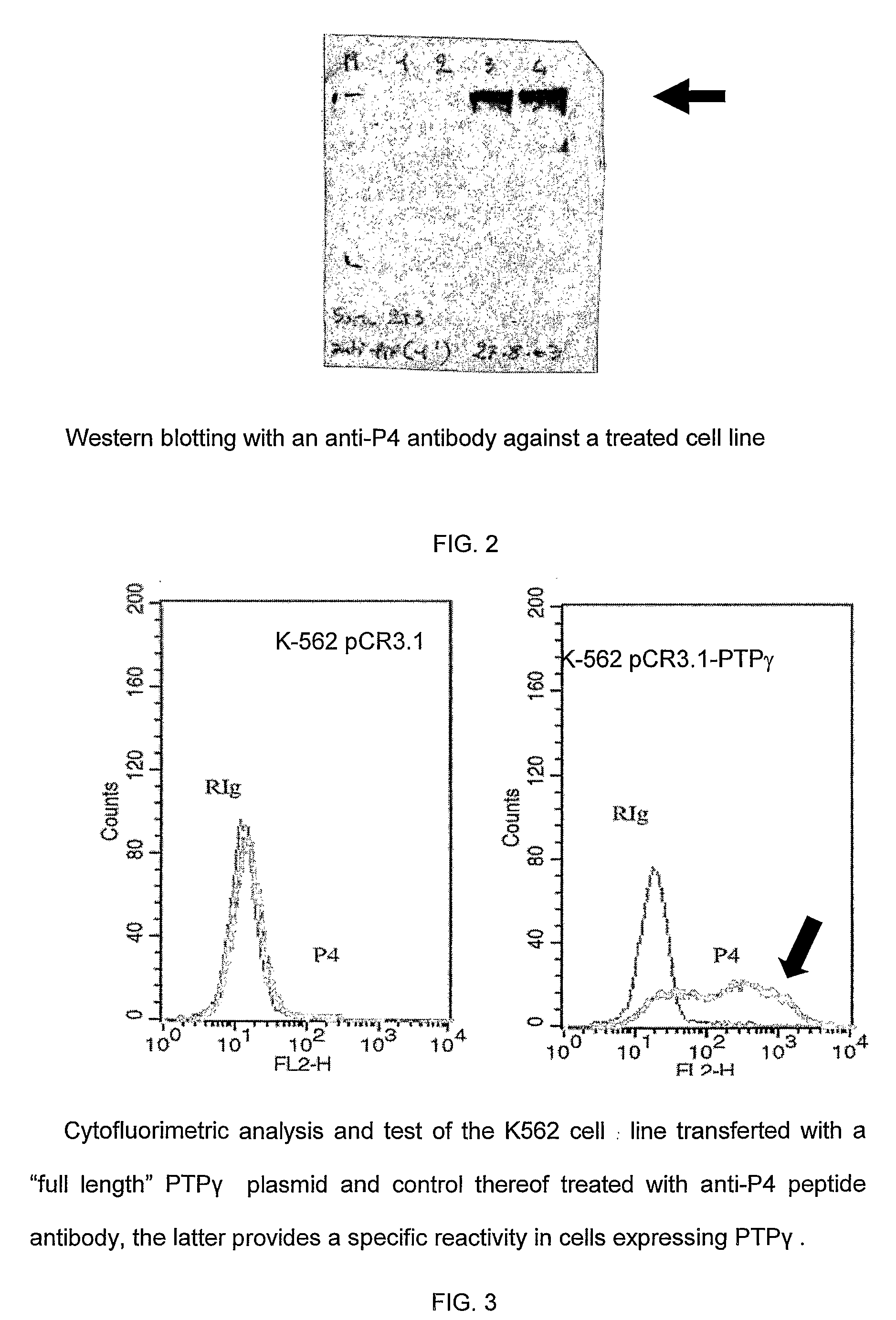 Antibody and method for identification of dendritic cells