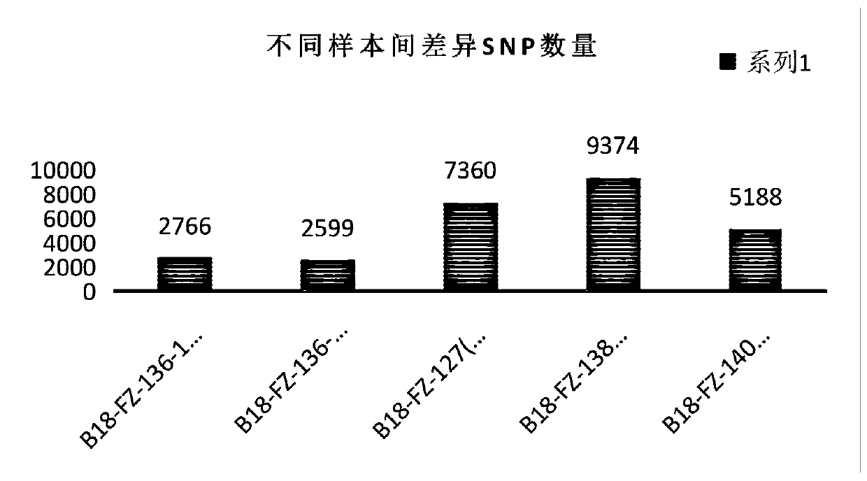 Method for obtaining cotton mutants by using heavy ion beam mutagenesis