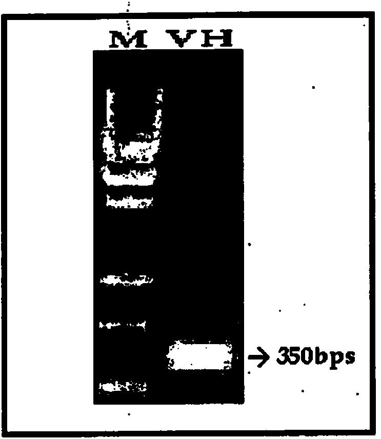 Recombinant human bivalent diabody against rabies virus and uses thereof