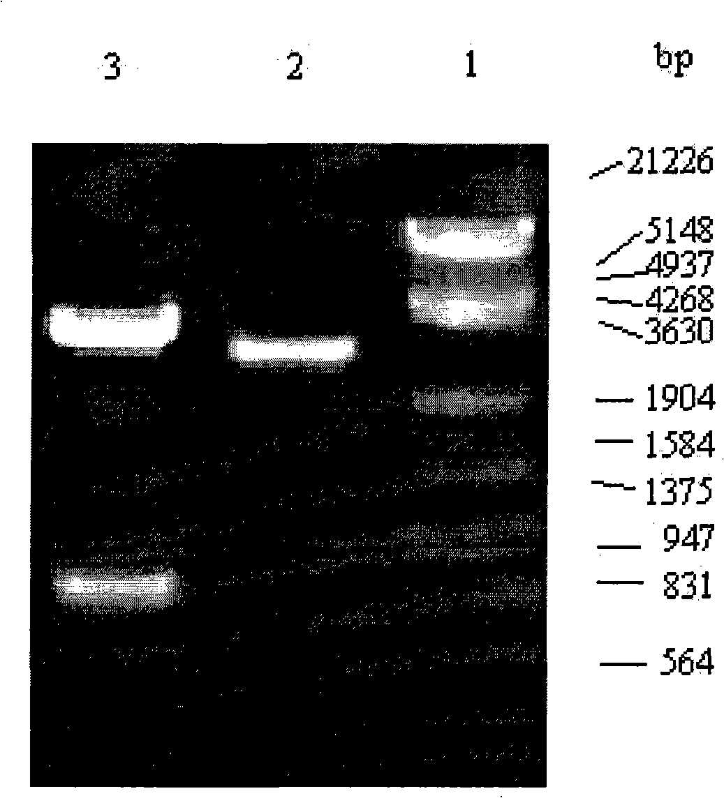 Recombined staphylococcus aureus enterotoxin Q oral preparation and application thereof