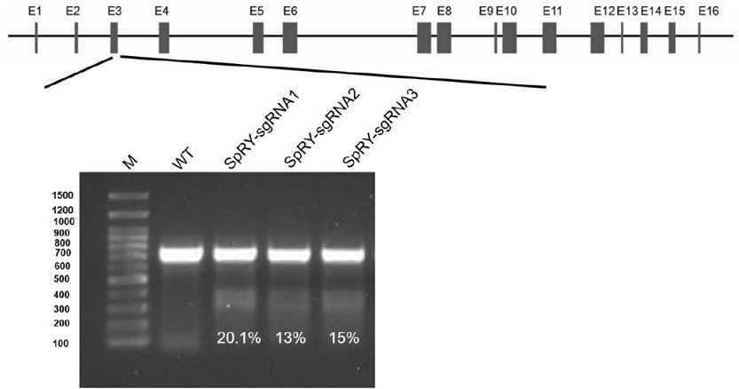 A method for preparing CD163 gene-edited pigs using the spry-cas9 system