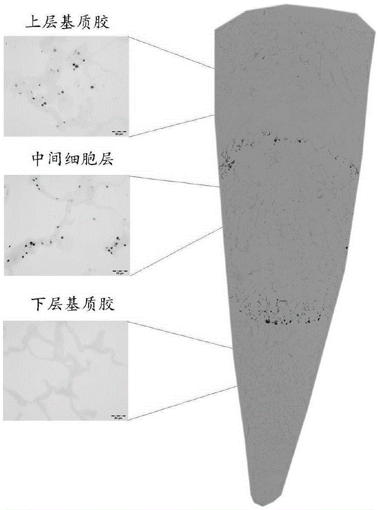 Cell invasion chemotaxis model and preparation method thereof